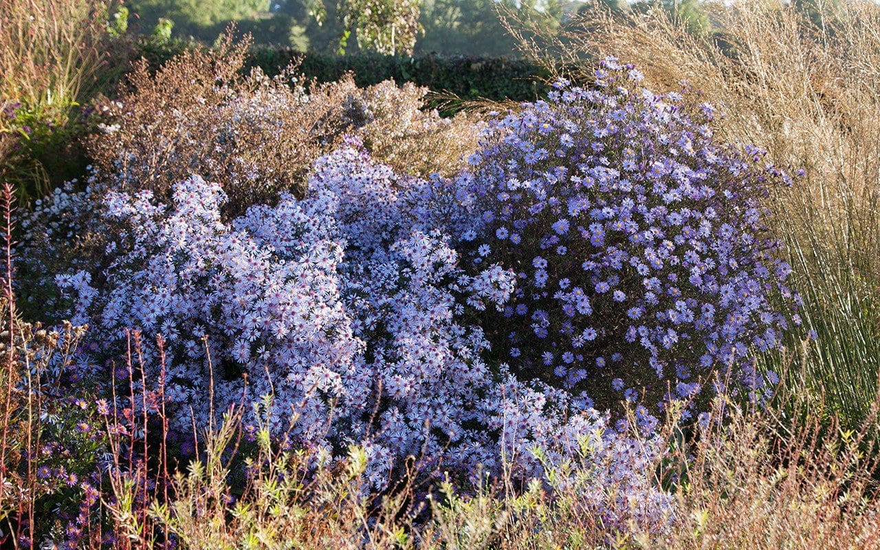 Asters Dig Delve An Online Magazine About Gardens Landscape Growing Making