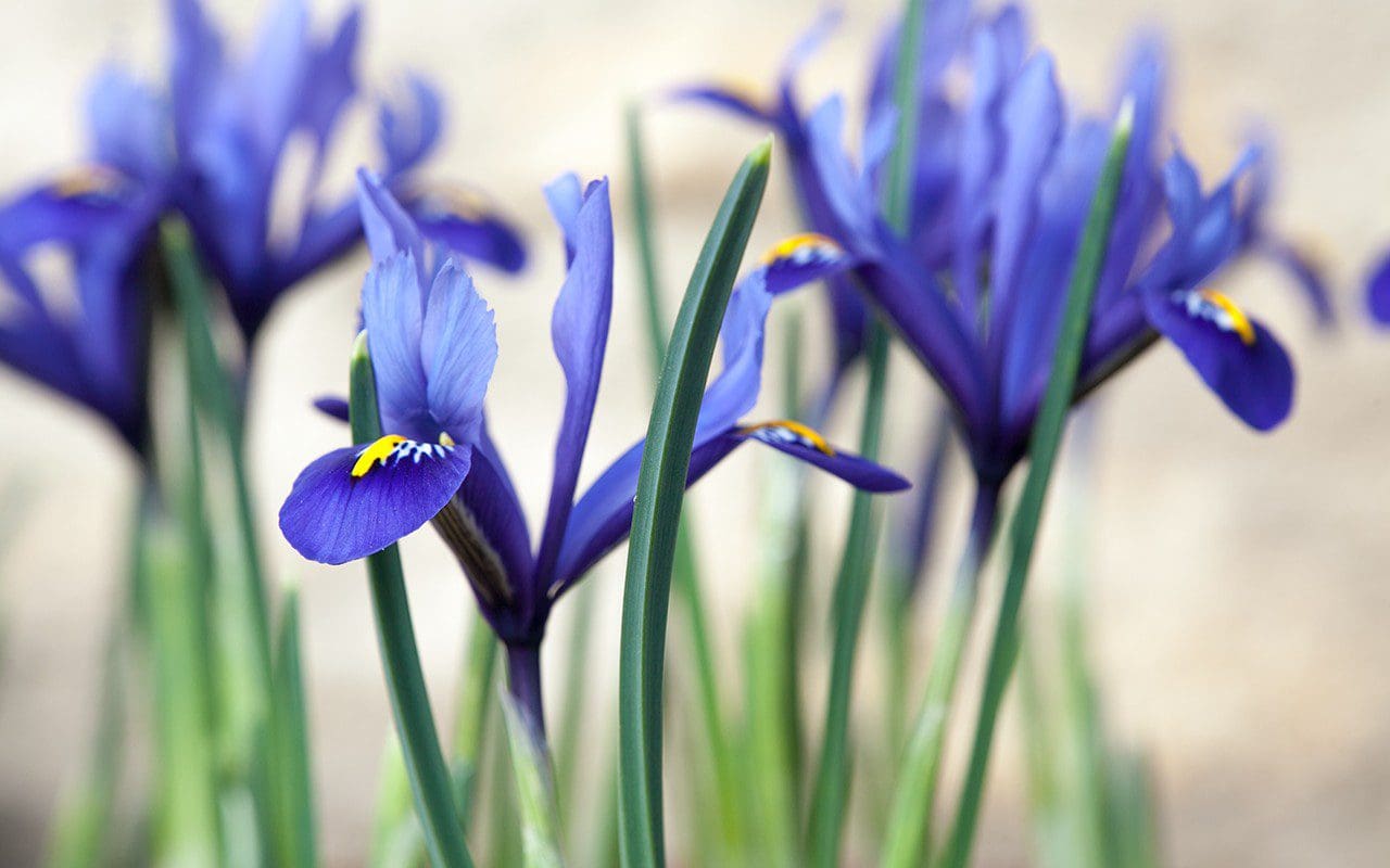 Iris reticulata Dig Delve An online magazine about gardens