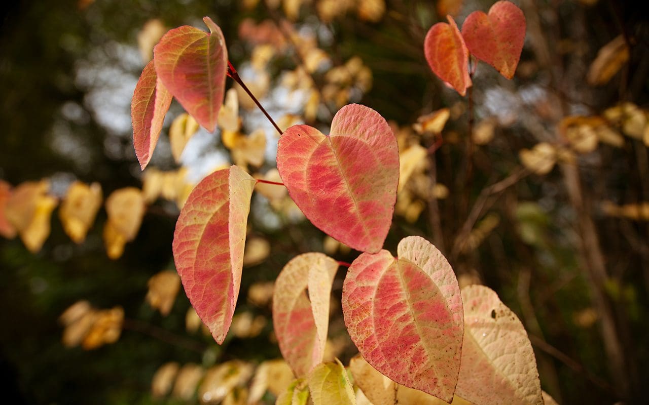 cercidiphyllum-japonicum-dig-delve-an-online-magazine-about-gardens