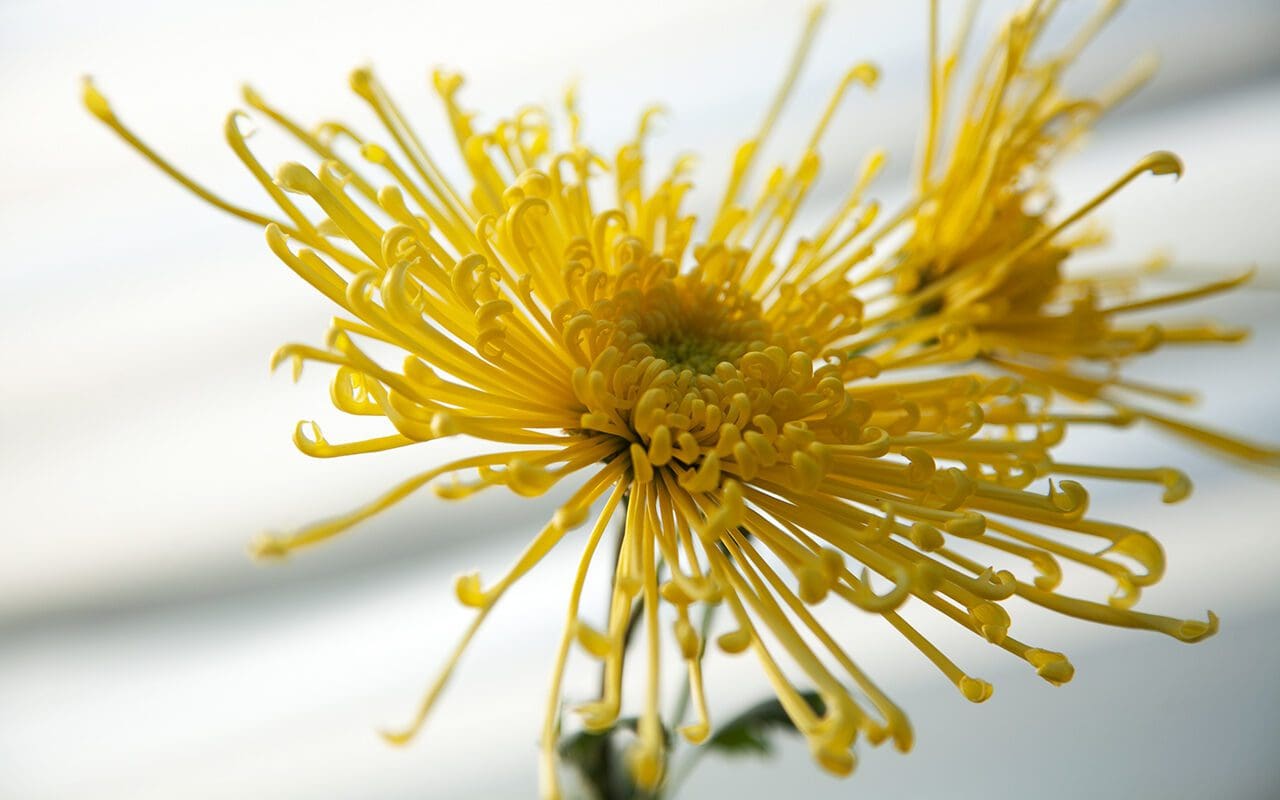 Spider Chrysanthemum ??? Dig Delve ??? An online magazine about gardens ...