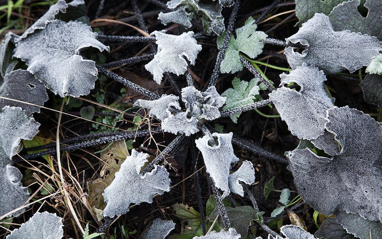 first-frost-dig-delve-an-online-magazine-about-gardens-landscape