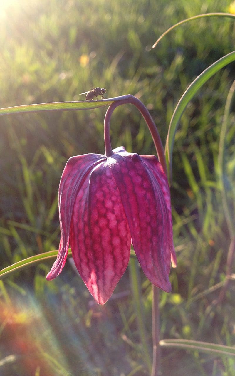 Snake's Head Fritillary - Dig Delve  An online magazine about gardens,  landscape, growing & making. Dig Delve  An online magazine about gardens,  landscape, growing & making.