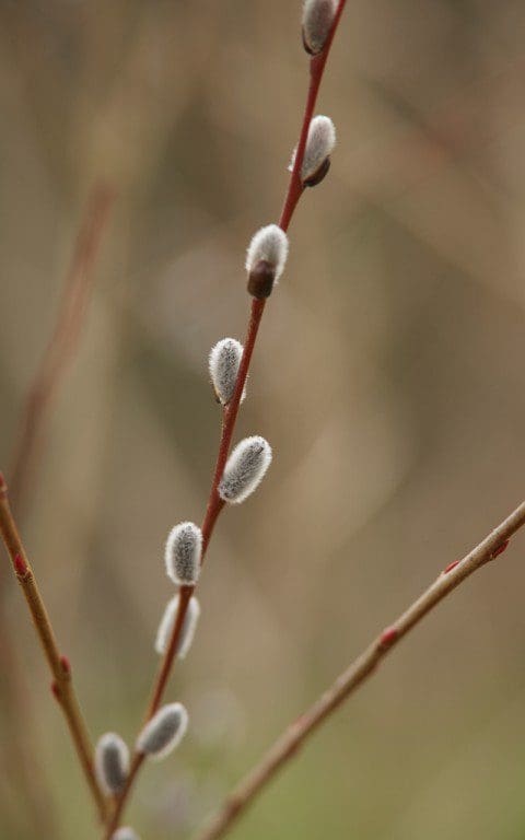Salix purpurea 'Nancy Saunders'