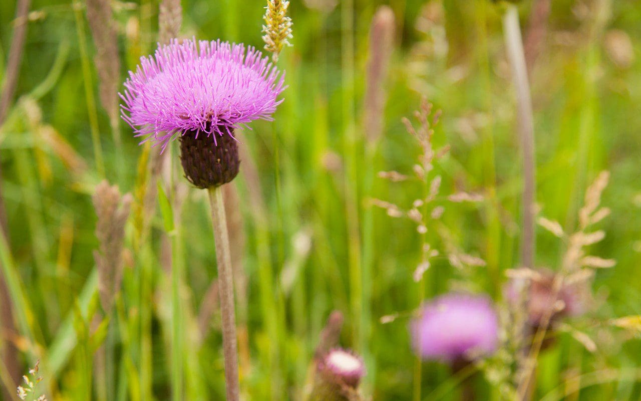 Melancholy Thistle Dig Delve An online magazine about gardens