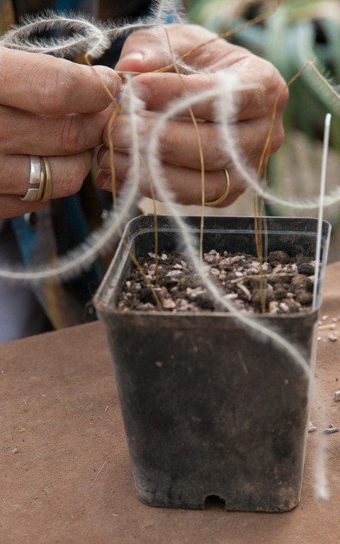 Sowing the seed of Stipa barbata