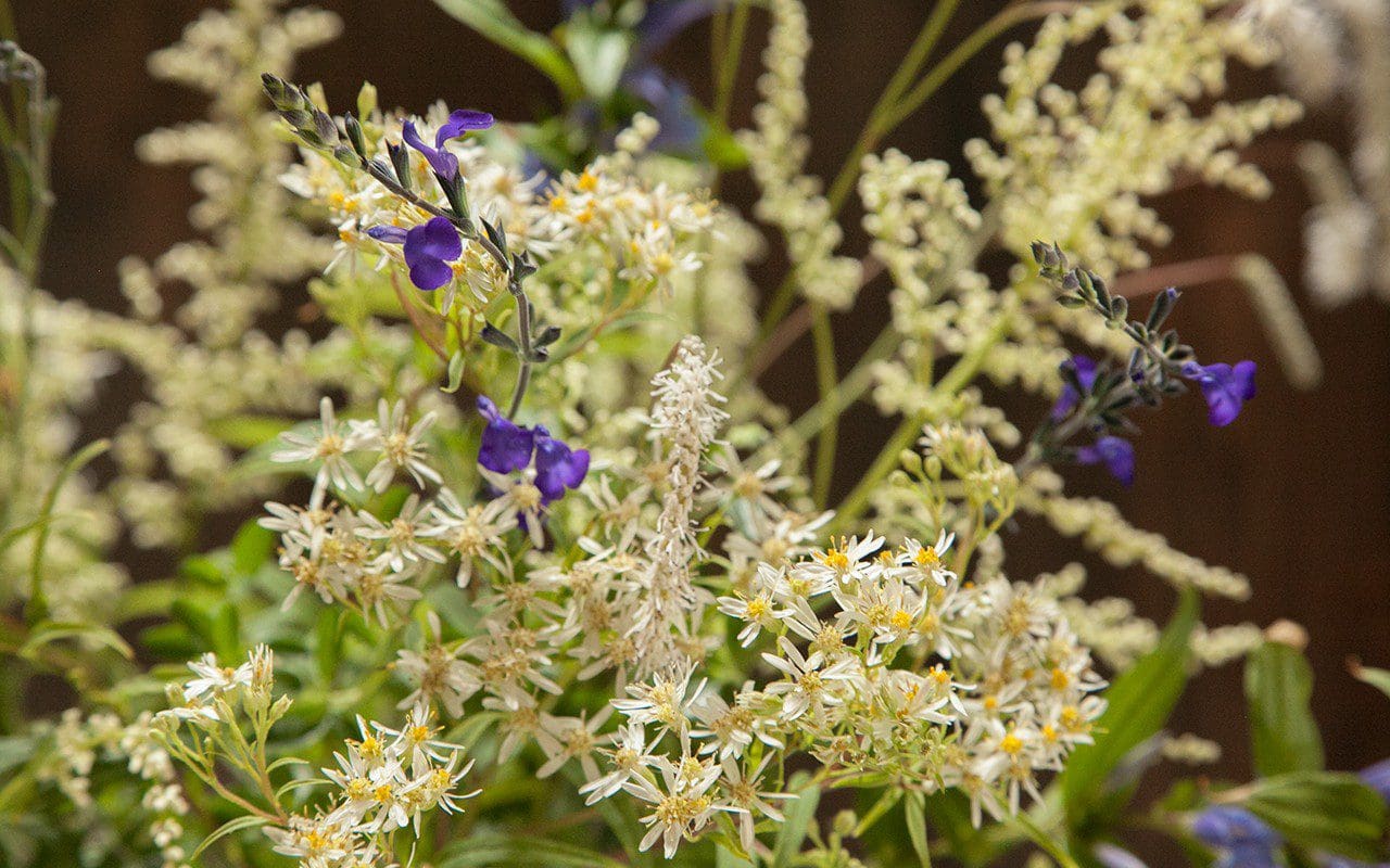 Salvia greggii 'Blue Note' and Aster umbellatus
