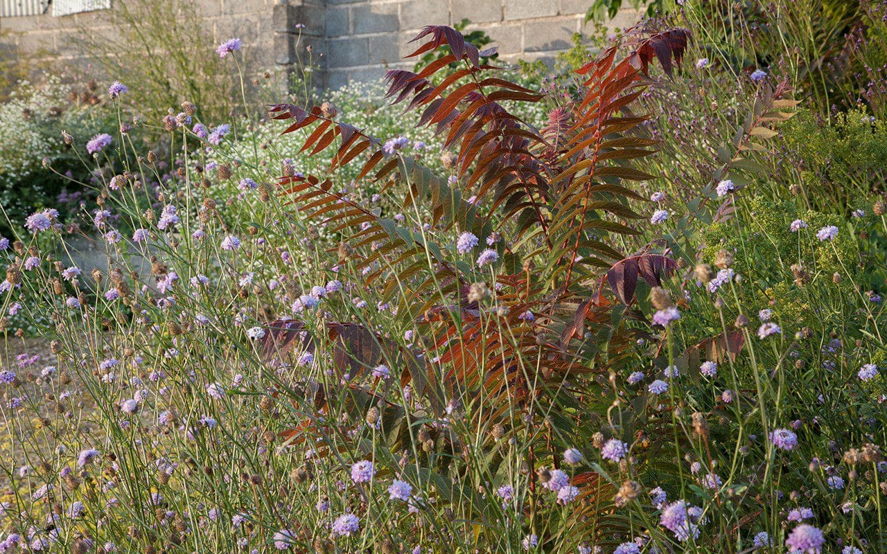 Ailanthus 'Purple Dragon' and Cephalaria transylvanica