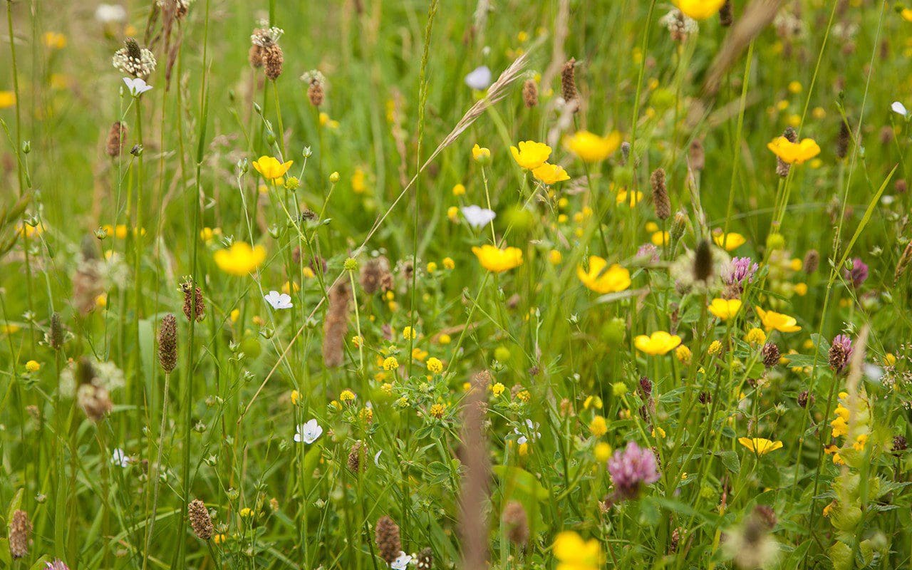 Making Meadows – Dig Delve – An online magazine about gardens ...