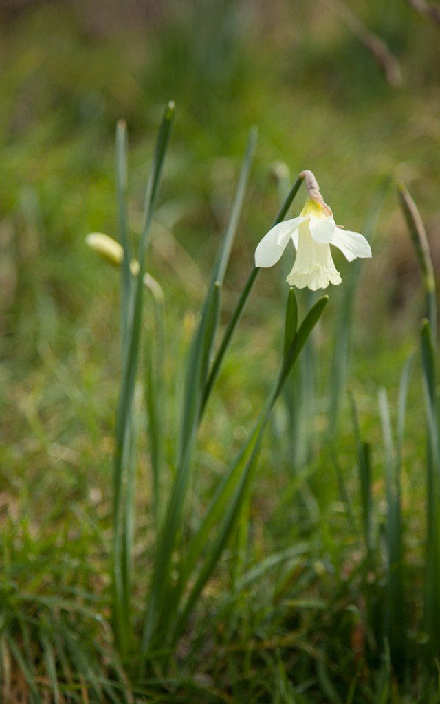 Narcissus pseudonarcissus ssp. moschatus