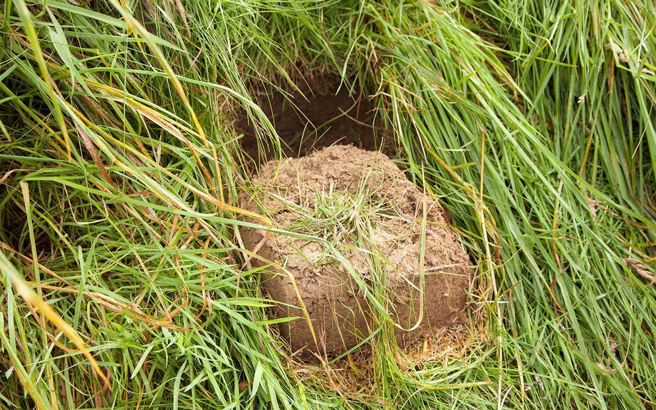 Sod lifted for bulb planting