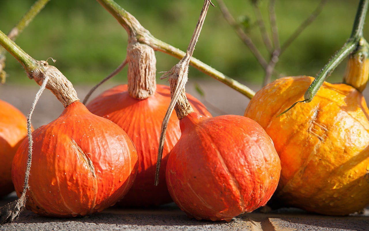 Pumpkin 'Uchiki Kuri'