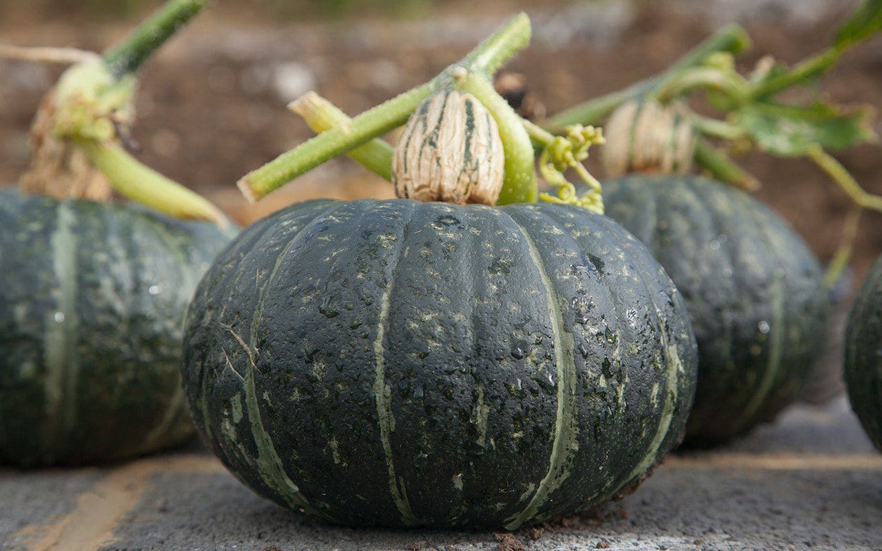 Pumpkin 'Chacha'