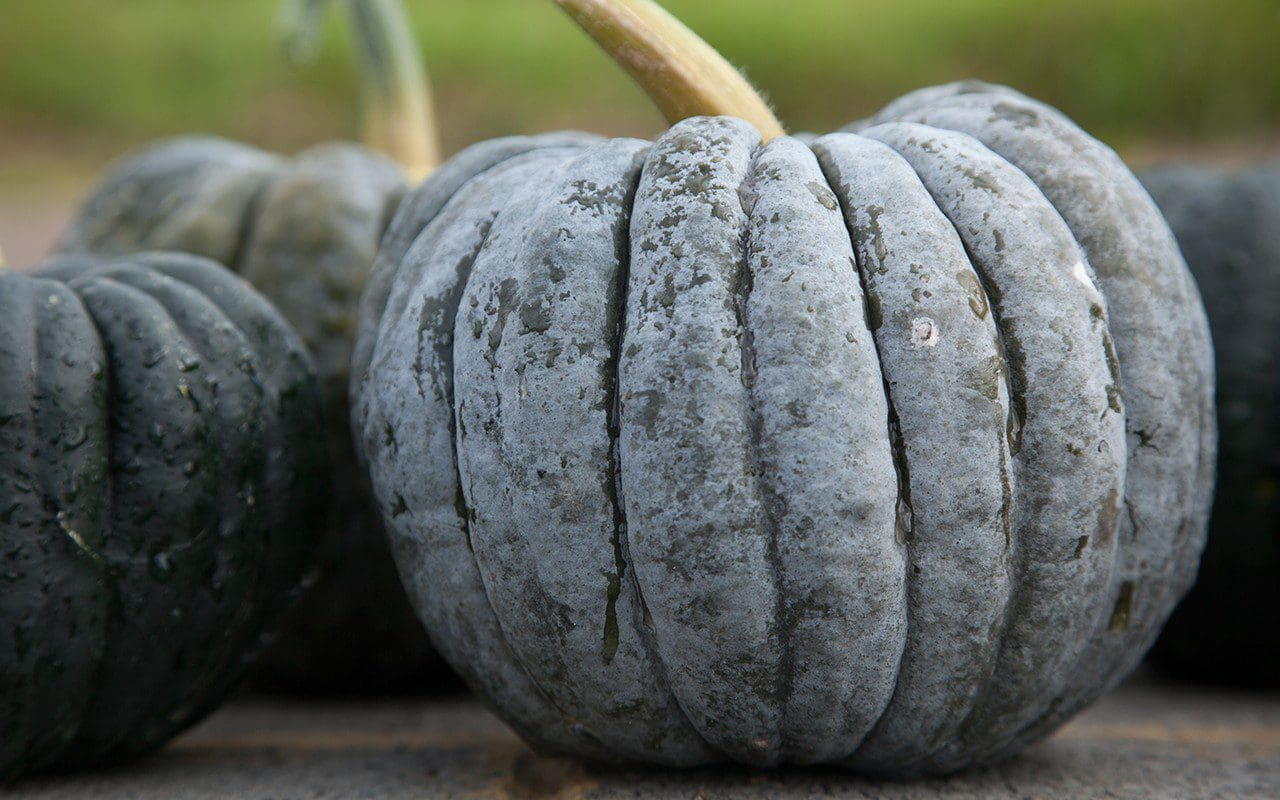 Pumpkin 'Black Futsu'