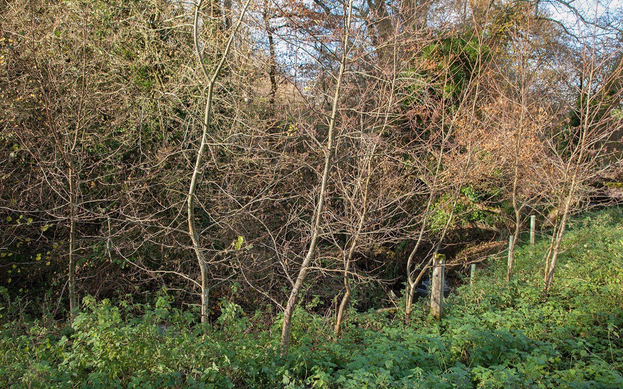 Alders planted along the stream at Dan Pearson's Somerset property