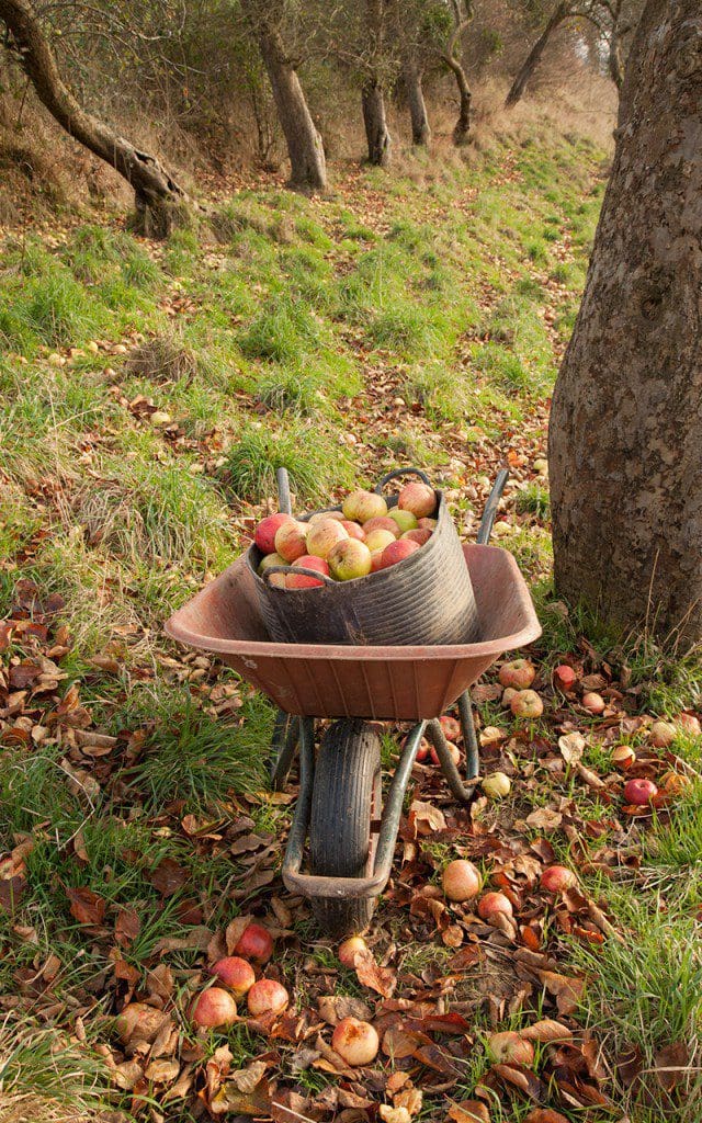 Collecting windfall apples