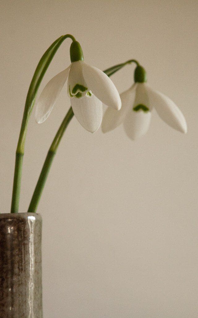 Galanthus elwesii 'Mrs. McNamara'