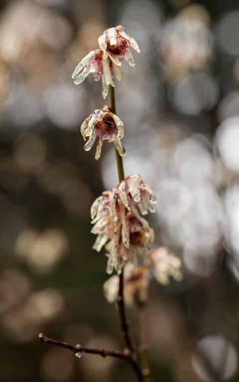 Chimonanthus praecox at Westonbirt Arboretum