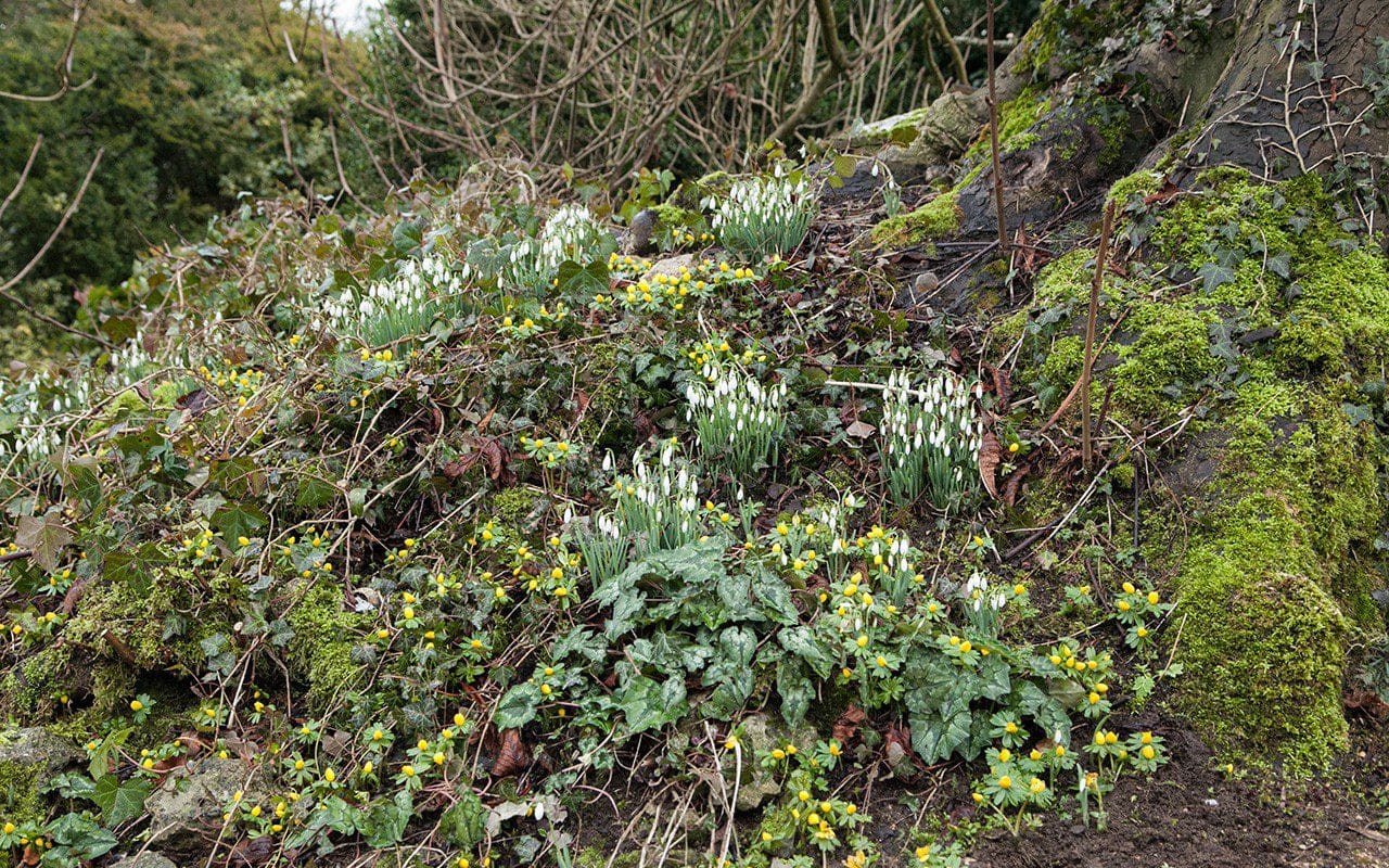 Snowdrops and aconites in Mary Keen's garden at Duntisbourne Rouse