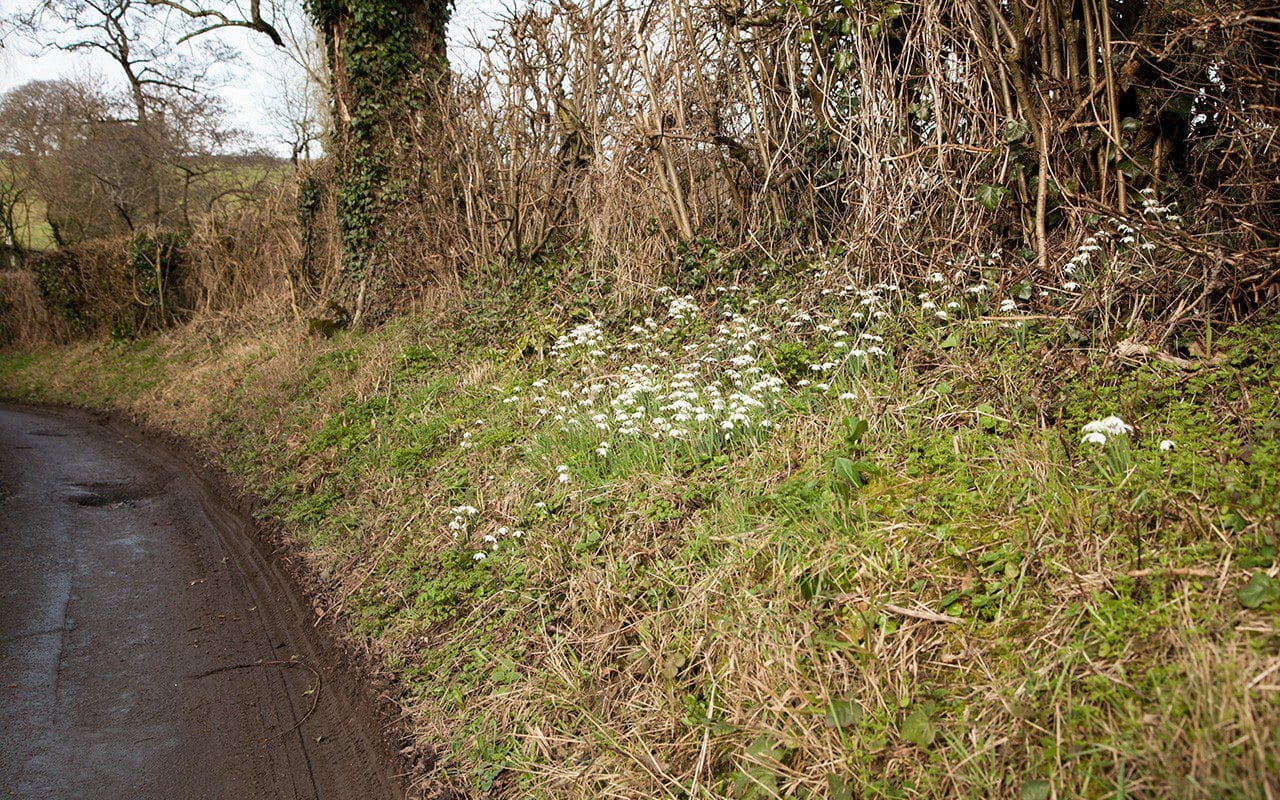 Snowdrops on a country lane