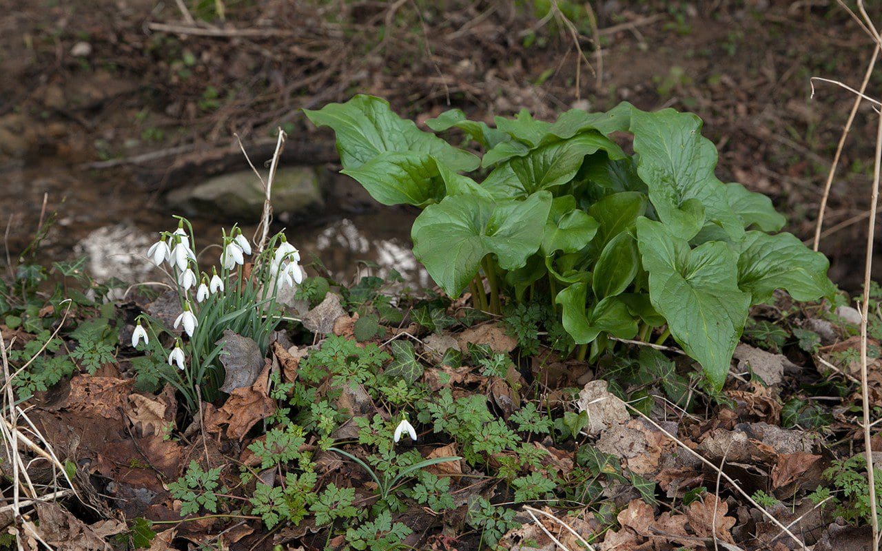 Snowdrops and Lords & Ladies on the streambank at Dan Pearson's Somerset property