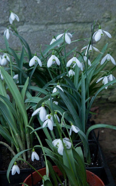 Mary Keen's Snowdrop Selection)