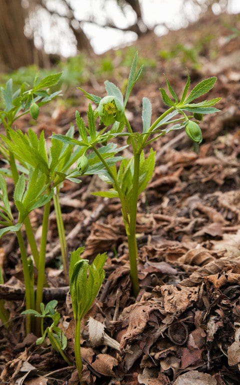 Helleborus viridis ssp. occidentalis growing in the wild in Somerset