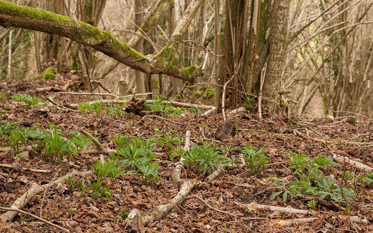 A wild colony of Helleborus viridis ssp. occidentalis