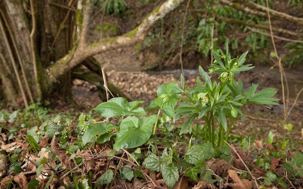 Helleborus viridis ssp. occidentalis