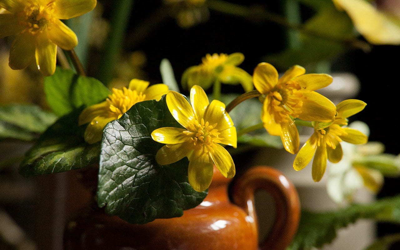 Ranunculus ficaria - Lesser Celandine
