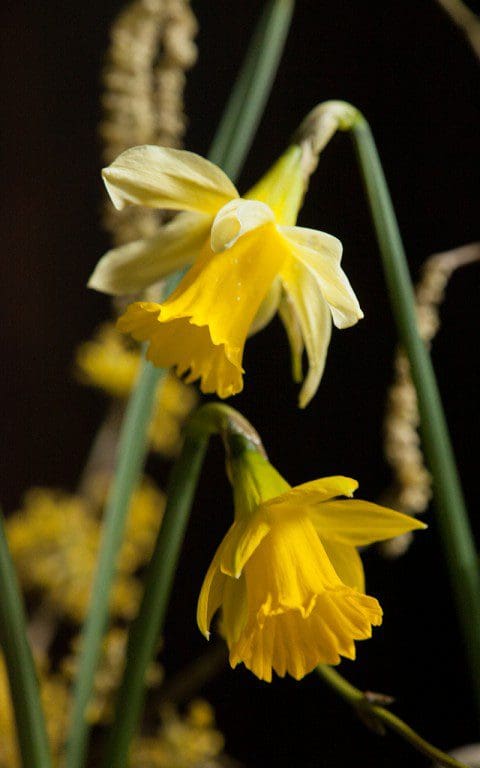 Narcissus pseudonarcissus (top), Narcissus obvallaris (bottom)