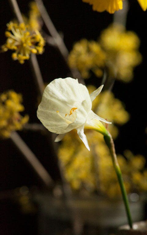Narcissus 'Spoirot'