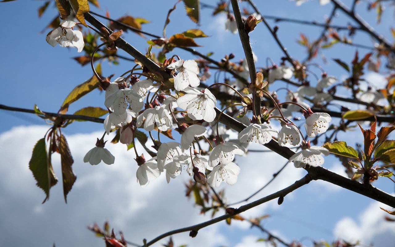 Wild Gean - Prunus avium