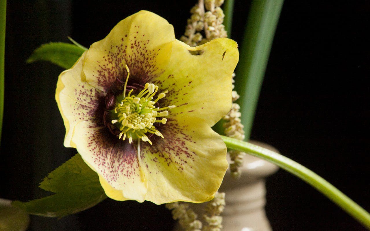 Yellow spotted hellebore