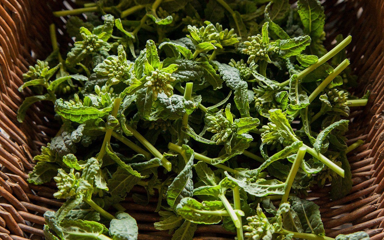 Cavolo nero shoots