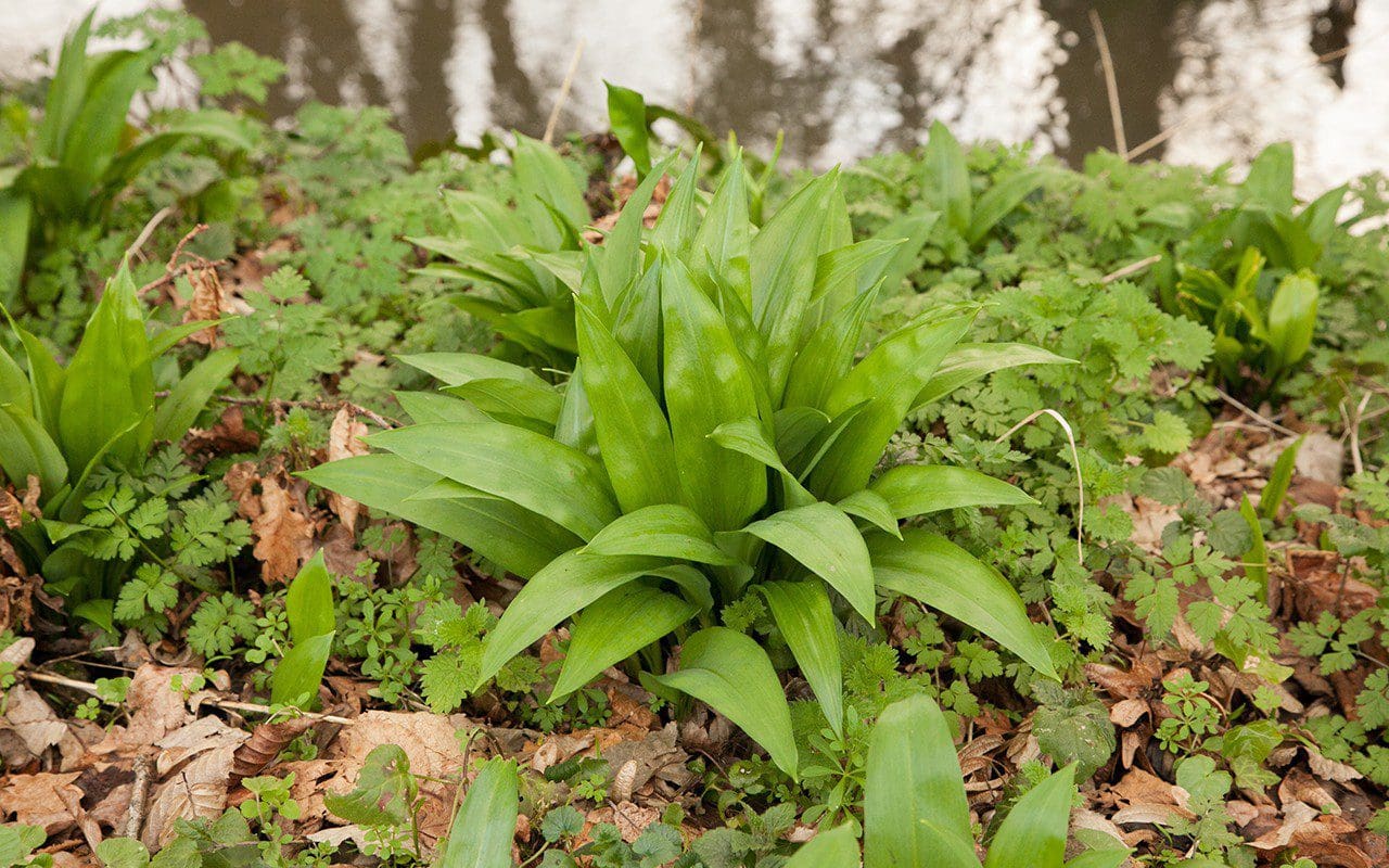 Wild garlic