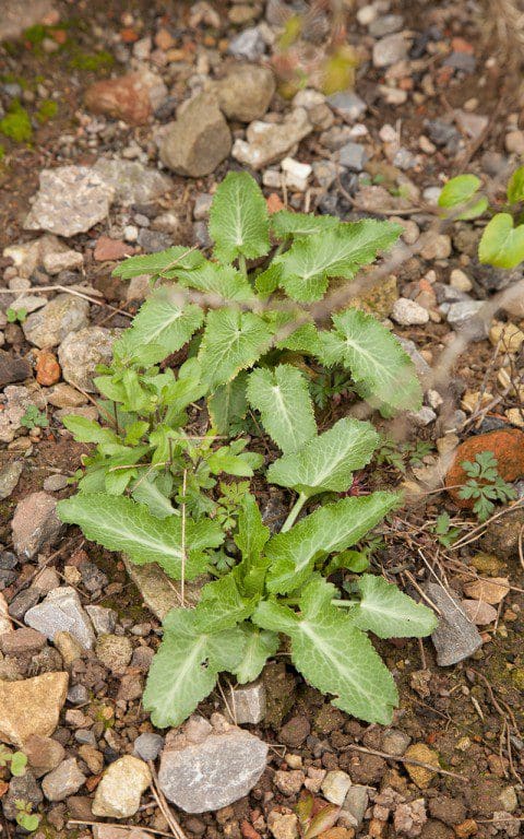 Seedling Eryngium giganteum 'Miss Wilmott's Ghost'