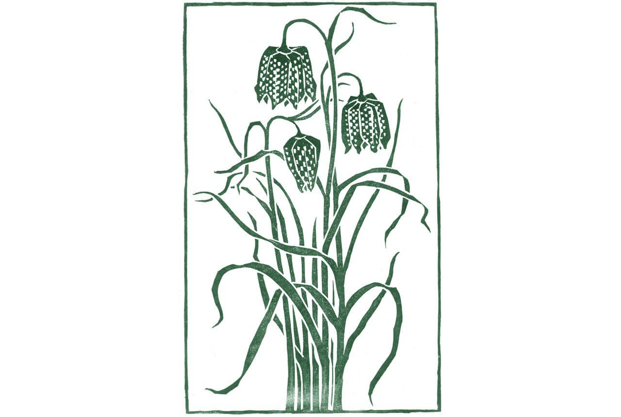Fritillaria by Clare Melinsky for Dan Pearson's book Natural selection: A Year in the Garden