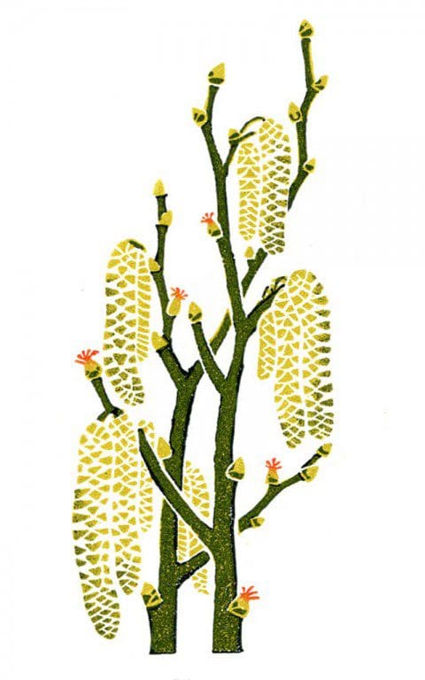 Hazel_catkins by Clare Melinsky