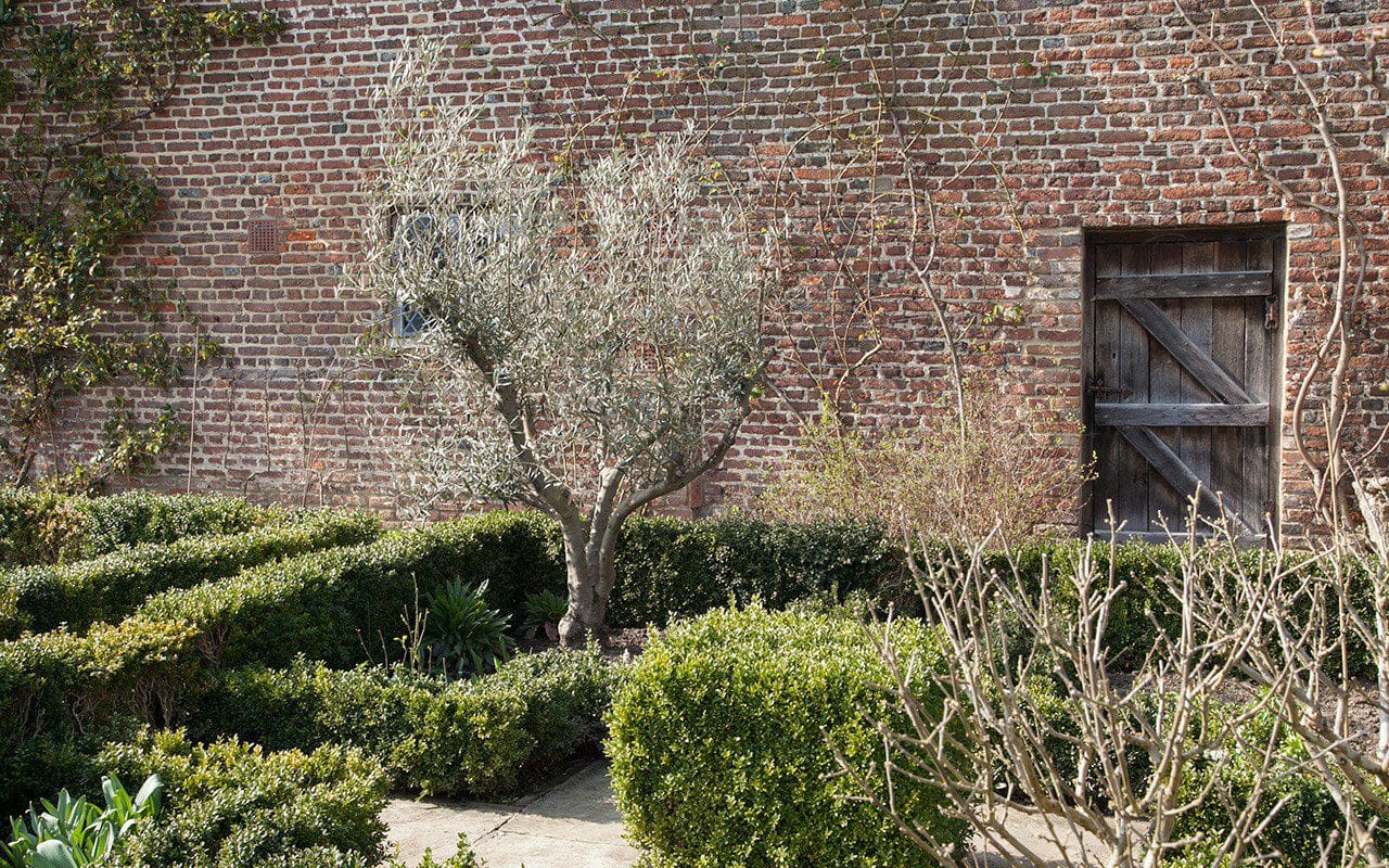 A new olive in the White Garden at Sissinghurst Castle by Huw Morgan