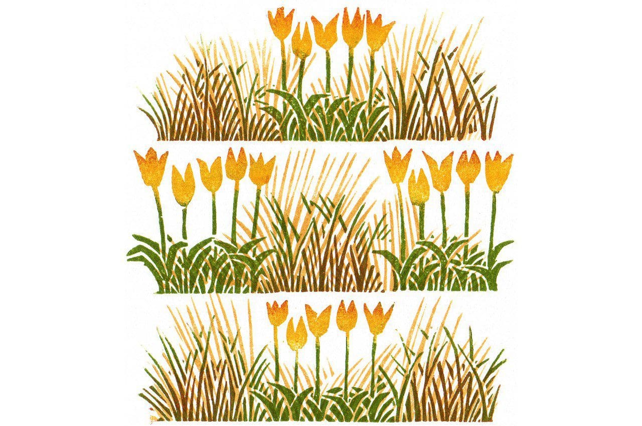 Tulips by Clare Melinsky