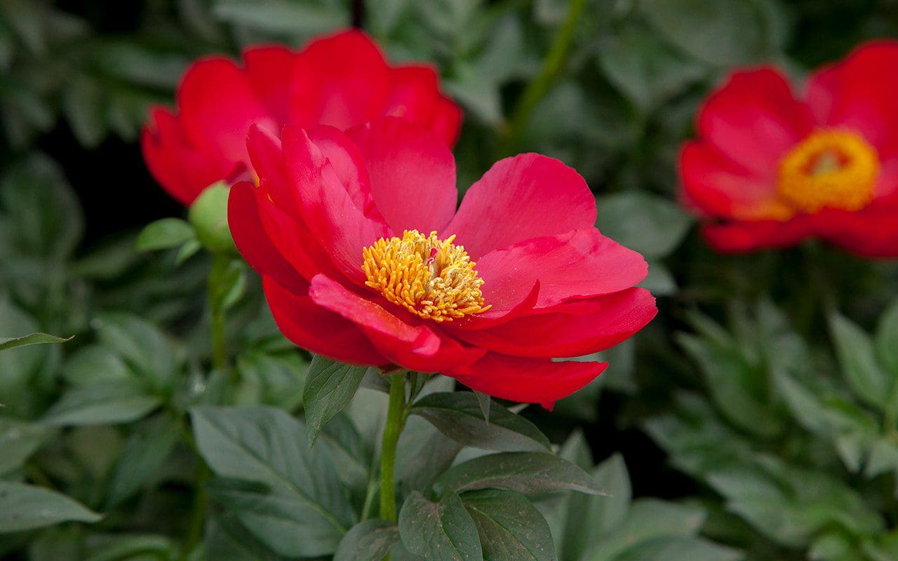 IMG_0464(Peony_Blaze)