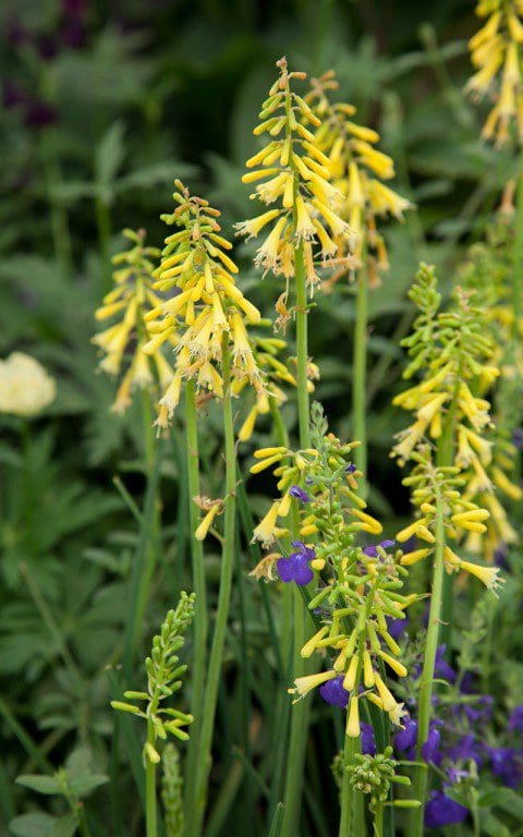 IMG_0858(Kniphofia_pauciflora)