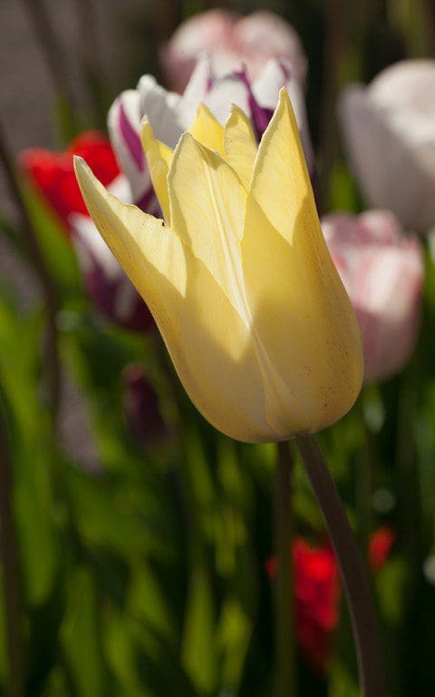 Tulip 'First-Proud'