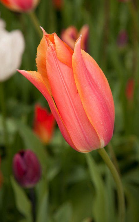 Tulip 'Perestroyka'