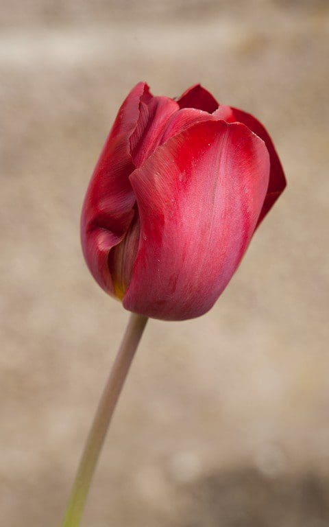 Tulipa 'Lord Stanley'