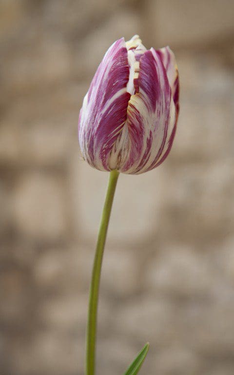 Tulipa 'Beauty-of-Bath'