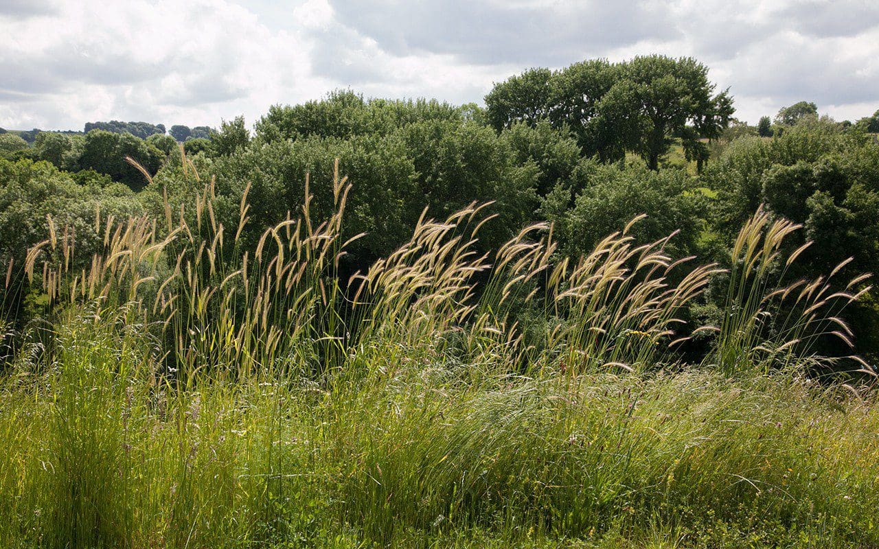 Wild Barley – Dig Delve – An online magazine about gardens, landscape ...