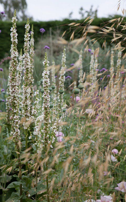 Verbascum chaixii 'Album' in The Gravel Garden at The Beth Chatto Gardens. Photo :Huw Morgan