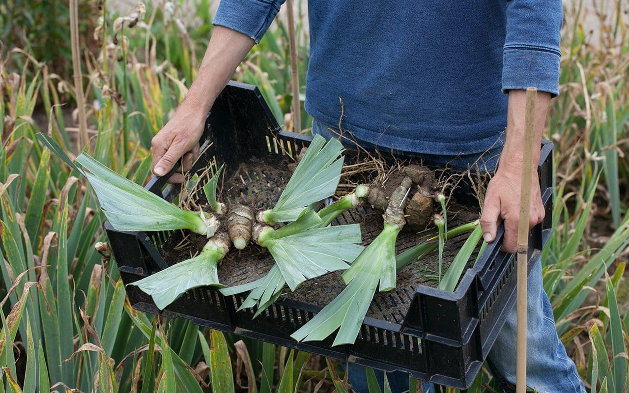 Moving Irises Dig Delve An online magazine about gardens, landscape