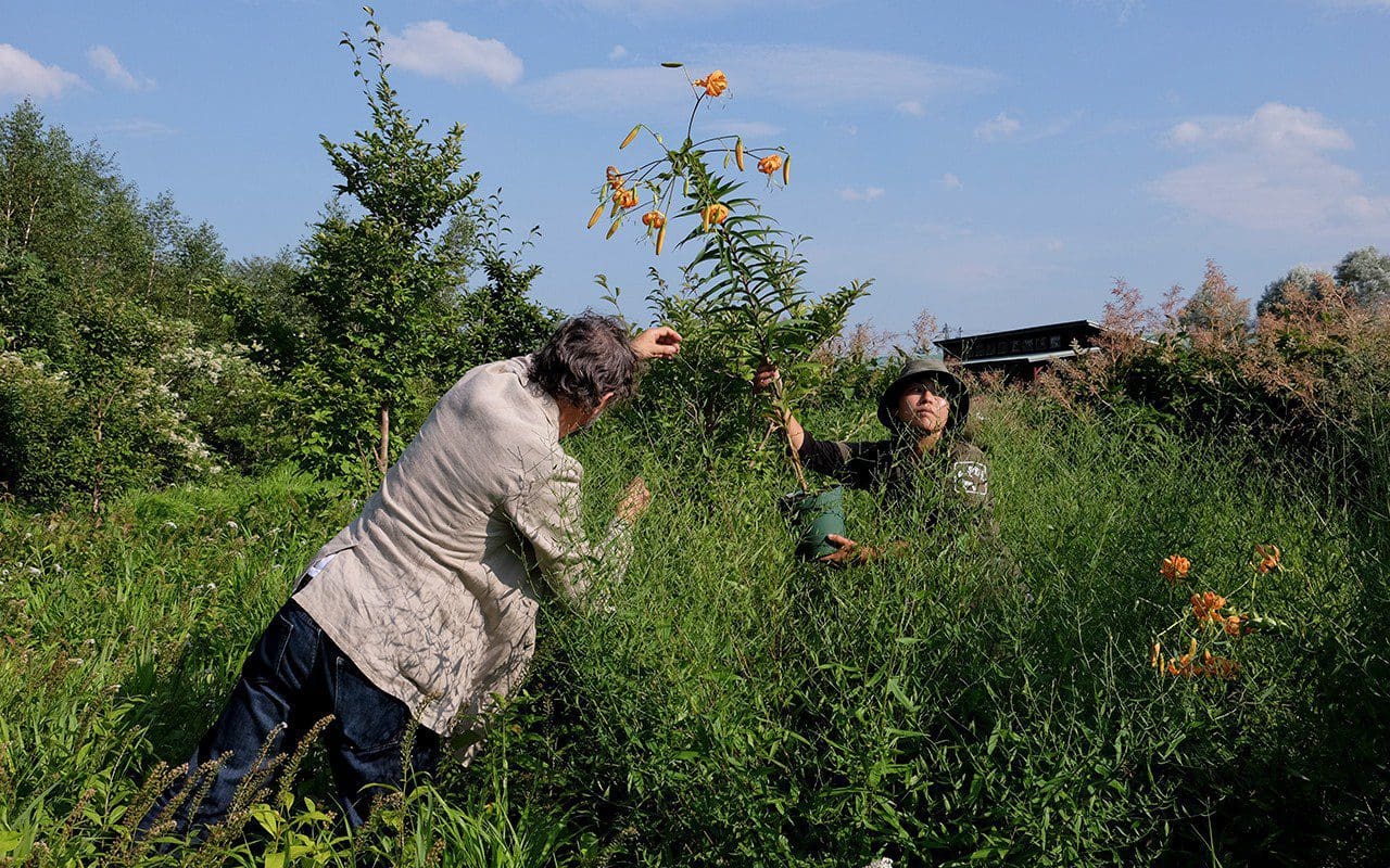 Dan Pearson and Midori Shintani placing Lilium henryi in the Meadow Garden at the Tokachi Millennium Forest. Photo: Kiichi Noro